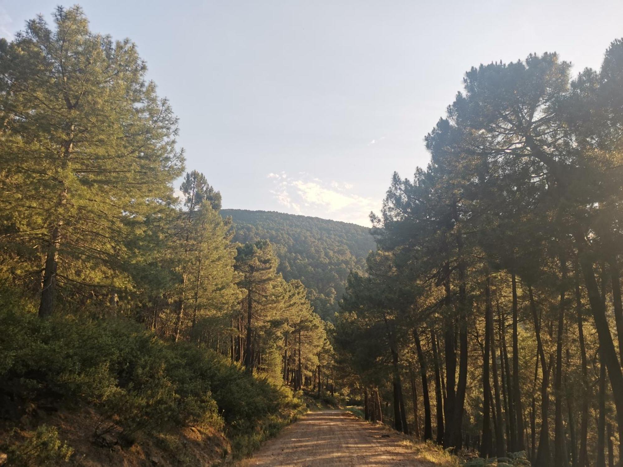 Bonita Casa En El Bosque - El Tiemblo Villa Eksteriør bilde